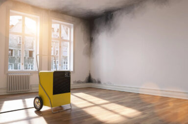 Mold and Dampness