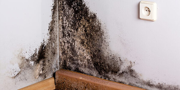 Mold Remediation