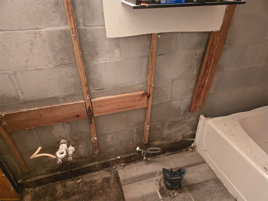 Mold Removal 